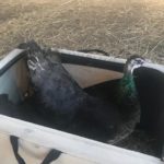 Two Additional Peacocks Added to Farm