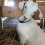 New Dairy Goats at Purple Cat